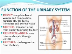 an overview of the urinary system