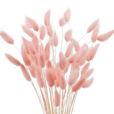 PRICES MAY VARY. Quantity: 120 Pcs Size: 45cm Natural Dried for long time. Great for: general home and business decor, dried flowers for vase, Dried flower bouquet , pink theme decor, boho flowers arrangements natural color Pink Pampas Grass, Boho Party Decorations, Baby Shower Boho, Grass Decor, Pampas Grass Decor, Grass Flower, Diy Arrangements, Bunny Tails, Flower Arrangements Diy