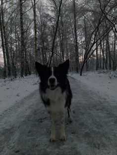 a black and white dog standing in the middle of a snow covered road next to trees