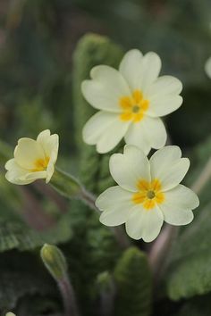 small white flowers with yellow centers on green leaves