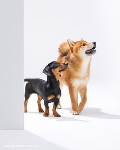 two dogs standing next to each other in front of a white wall with one dog looking up