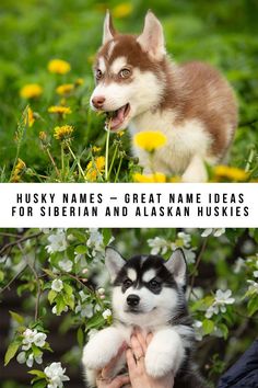 Husky names can be inspired by their working sled dog origins or fascinating breed characteristics. Like that deep, patterned fur coat, soulful expression or fluffy tail! These wolf-like dogs suit names that are tough, bold, clever and athletic. Or celebrate their amazing ability to deal with the cold. Husky Names, Alaskan Husky, Sled Dog, Fluffy Tail, Dog Suit, Siberian Huskies, Great Names, Puppy Photos