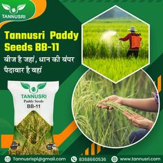 an advertisement for the tanusri paddy seeding company