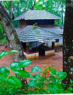 a small building in the middle of some trees and bushes with green leaves around it