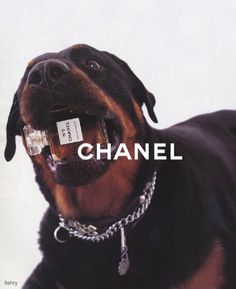 a dog with its mouth open wearing a chain around it's neck and holding a bottle in his mouth