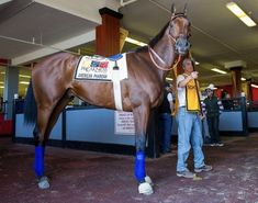 a man standing next to a brown horse with blue socks on it's legs