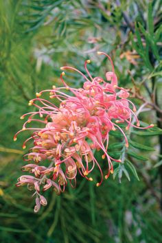 a pink flower that is growing on a tree