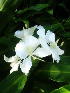 some white flowers are blooming in the sun