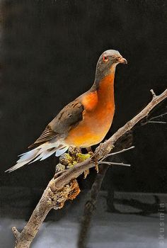 a bird sitting on top of a tree branch next to a black wall and some branches