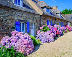 a row of stone houses with blue shutters and purple flowers in the foreground