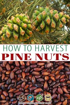 how to harvest pine nuts in the winter