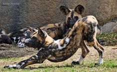 two dogs are playing with each other in the grass near a rock wall and another dog is laying on its back