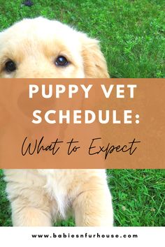 a puppy sitting in the grass with text overlay that reads puppy vet schedule what to expect