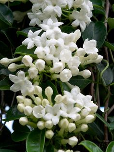 the white flowers are blooming on the tree