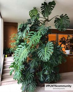 a large green plant in a room with stairs