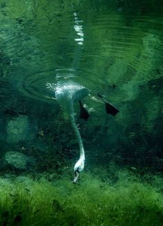 two birds swimming in the water next to rocks and grass on the bottom of the water