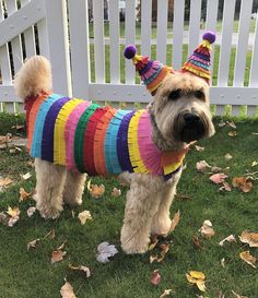 a dog wearing a birthday hat and sweater in the grass with leaves on the ground