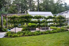 an outdoor garden area with various plants and trees