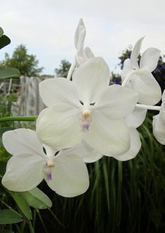 white orchids are blooming in the garden