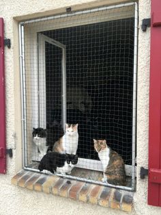 three cats are sitting in the window sill