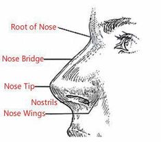 Nose represents one's self-esteem, ability, social status and personality. In face reading, nose is the symbol of wealth. In the three proportions of face, nose takes the most important central part and it generally tells one's luck after middle age. Nose Diagram, Chinese Face Reading, Time Management Activities, Nose Tip, Parts Of The Nose, Symbol Of Wealth, Face Pores