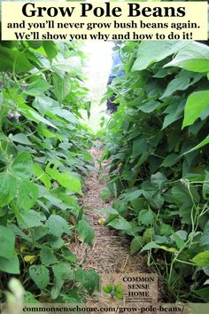 a long row of green beans growing in the ground with a quote above it that reads, grow pole beans and you'll never grow bush beans again again again again