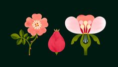 three flowers on a black background with green leaves and pink ones in the middle one has a bud