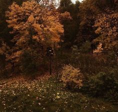 the trees are changing colors in the fall