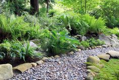 a garden filled with lots of green plants and rocks in the middle of a forest