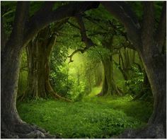 an image of the inside of a forest with green grass and trees in front of it