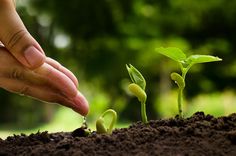 Agriculture Photography, Sunflower Wallpaper, Soil Health, Research Report, Plant Growth, Green Trees, Water Plants, Market Research, Green Plants