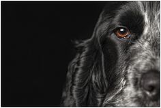 a close up of a dog's face with an orange iris in the eye