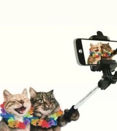 a cat taking a selfie with a cell phone and holding it up in the air