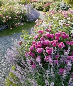 many different types of flowers growing on the side of a road