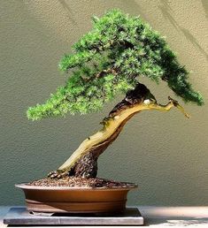 a bonsai tree sitting on top of a table