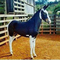 a black and white horse standing next to a wooden fence