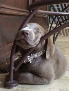 a dog that is laying down under a chair