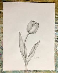 a pencil drawing of a single tulip