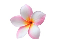 a pink and white flower on a white background