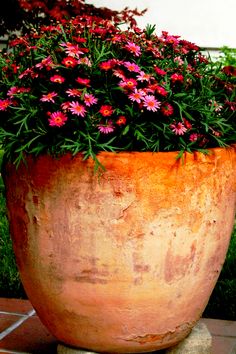 a large potted plant with pink flowers in it on a brick floor next to grass