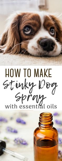 a brown and white dog laying on the floor next to a bottle of essential oils