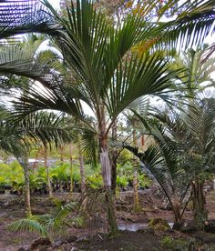 there are many palm trees in the garden