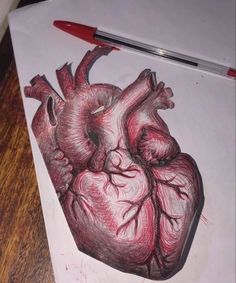 a drawing of a human heart on paper with a marker next to it and a pen