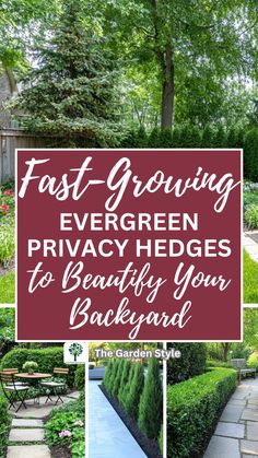 the front yard and back yard with text overlay that reads, fast growing evergreen privacy hedges to beaufy your backyard