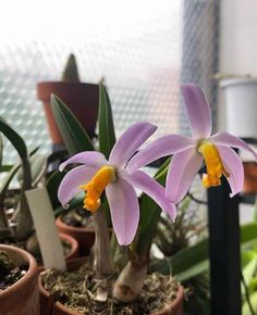 two purple orchids are in small pots on the table next to other plants and potted plants