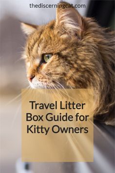 a cat sitting on top of a window sill with the words travel litter box guide for kitty owners