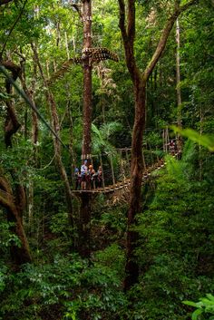 people on a rope bridge in the middle of a forest with lots of green trees