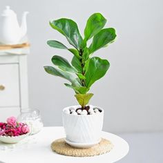 a potted plant sitting on top of a white table next to a bowl of flowers