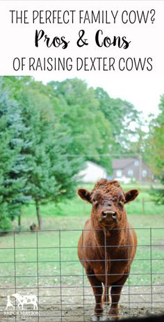 a brown cow standing in front of a fence with text overlay reading the perfect family cow pros & cons of raising dexter cows