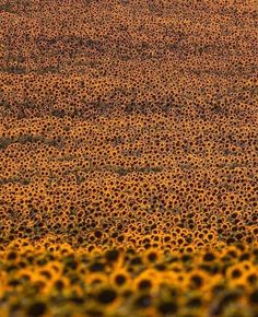 a field full of sunflowers in the distance